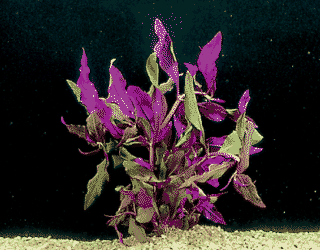 Althernanthera cardinalis