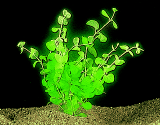 Creeping penny