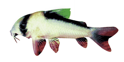 Adolfos Corydoras'