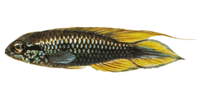 Agassiz Zwergbuntbarsch'