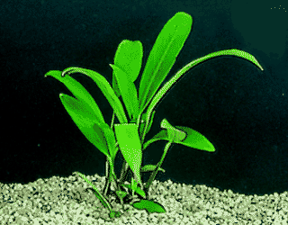 Anubias afzelli