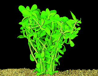 Bacopa monnieri