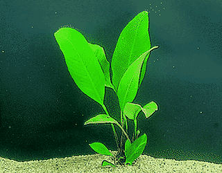 Congo spear leaf