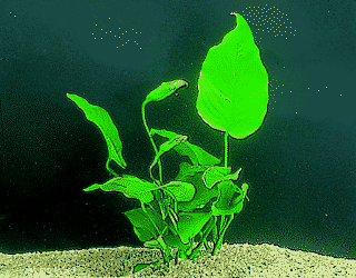 Anubias barteri