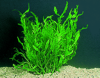 African fern