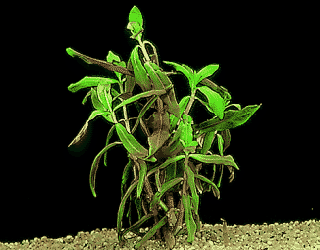 Ammania gracilis